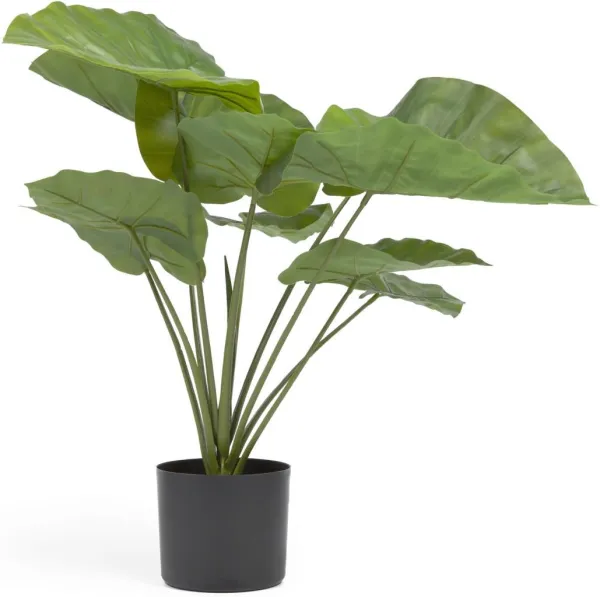 Alocasia, keinotekoinen kasvi, musta, H57x63x63 cm